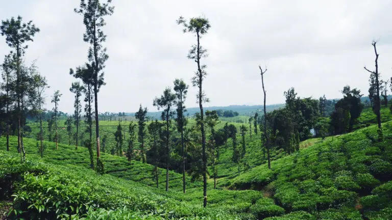 Coorg & Mysore — Honeymoon Coorg Mysore