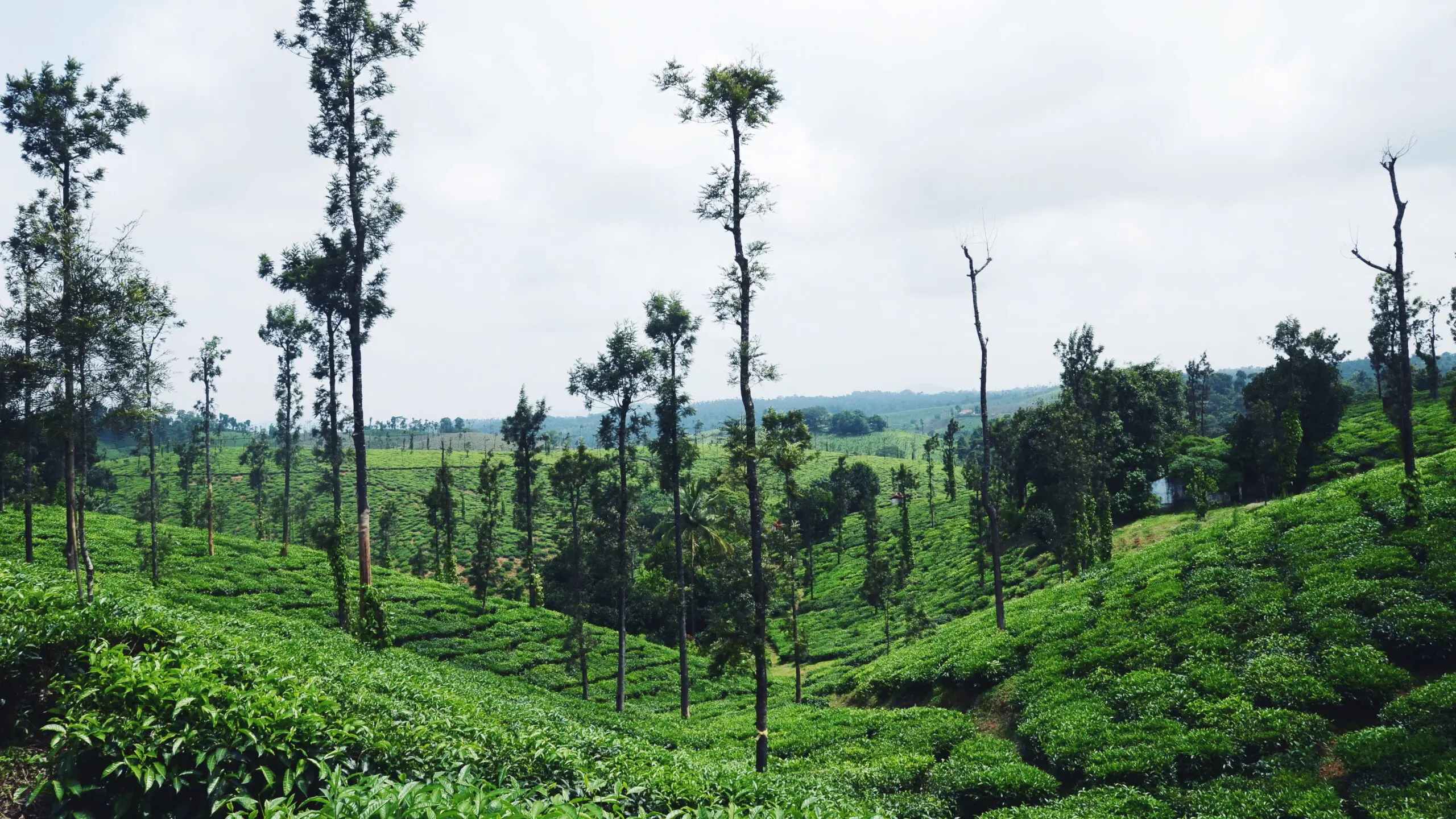 Coorg Mysore Tour Package and Travel Planning Chennai and Tamilnadu Summer Vacation and Honeymoon Packages 6 scaled