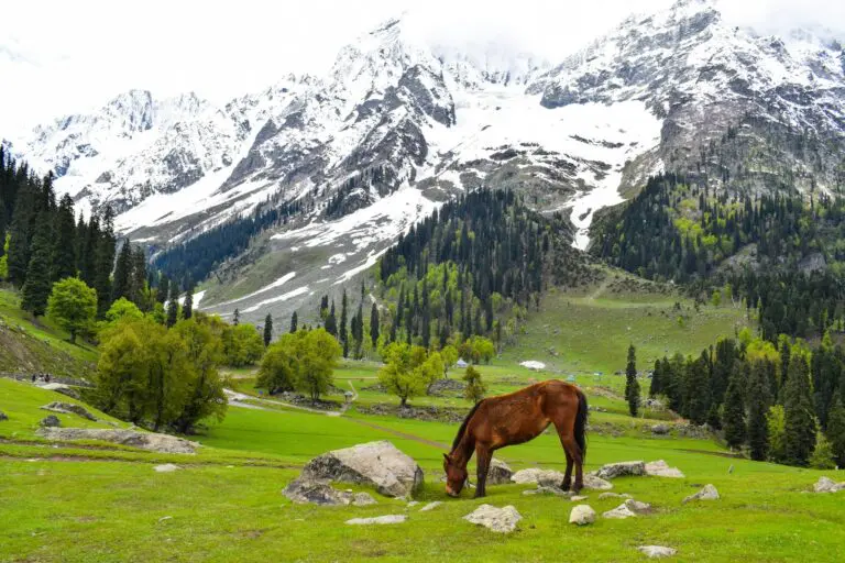 Kashmir Couples Package