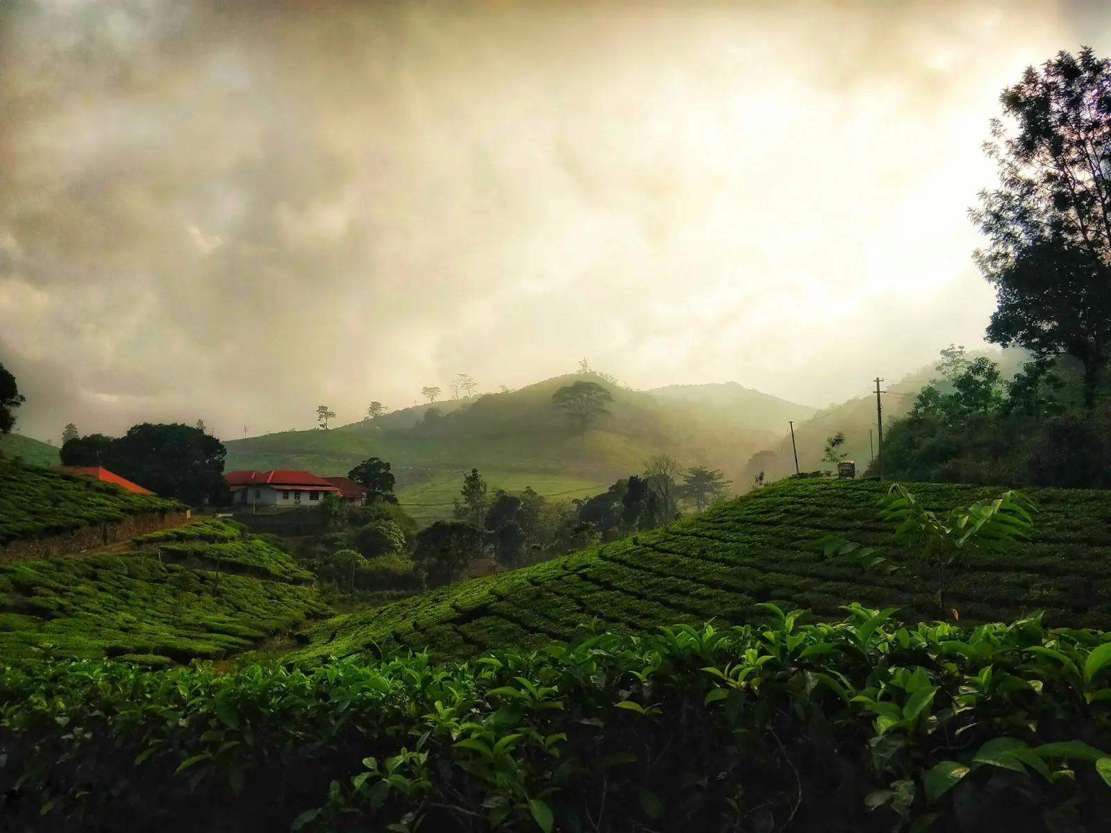 green plants on mountain under cloudy sky during daytime